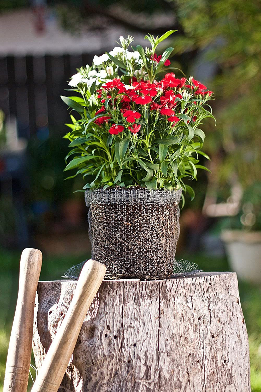 Tree Root guard gopher wire baskets for tree