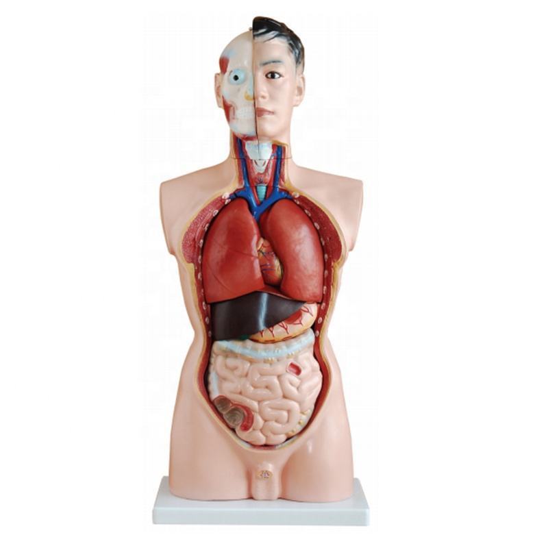 85cm Anatomy Anatomical Medical Internal Organs Human Torso Body Model For Teaching