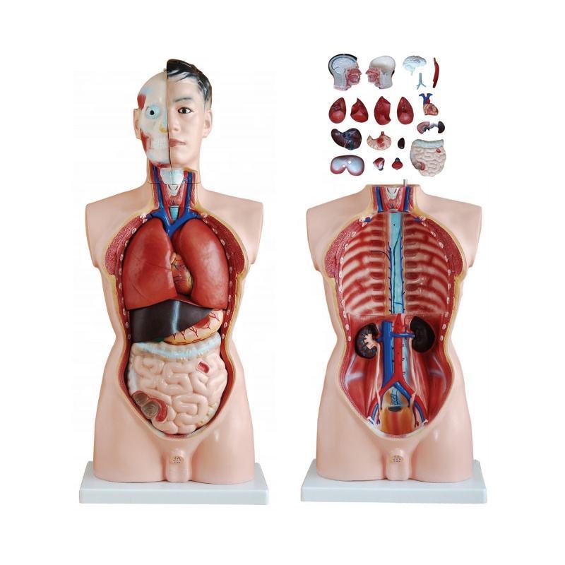 85cm Anatomy Anatomical Medical Internal Organs Human Torso Body Model For Teaching