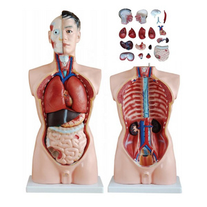 Muscles human body muscle anatomical model anatomy models adult skull model for teaching