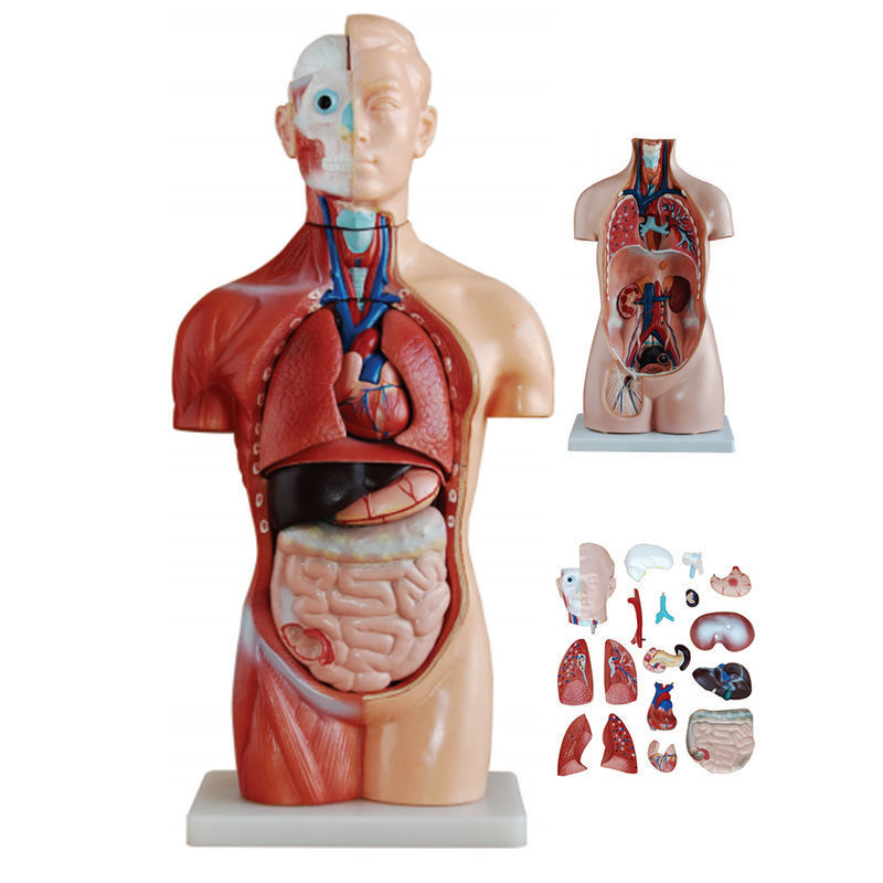 85cm Anatomy Anatomical Medical Internal Organs Human Torso Body Model For Teaching