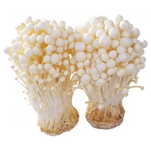 Good And Cheap Enoki Mushrooms Safety Enoki Mushroom From China Fresh Enoki Mushroom Cultivation