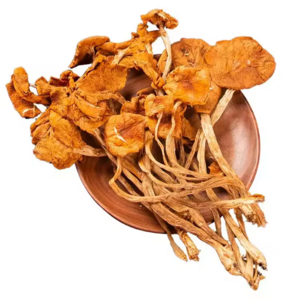 Chinese Factories Yunnan bulk natural New Fresh Dried Agrocybe Dried Tea Tree shitake Mushroom