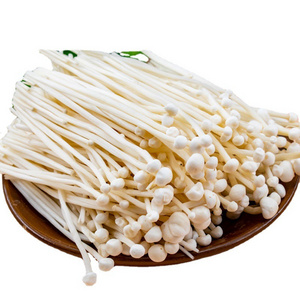 New Product Organic Mushroom Enoki Mushrooms Enoki Golden Needle Mushroom