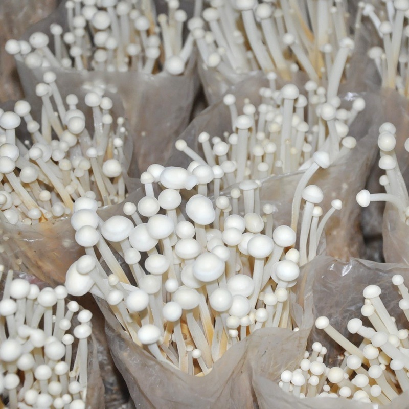 Good And Cheap Enoki Mushrooms Safety Enoki Mushroom From China Fresh Enoki Mushroom Cultivation