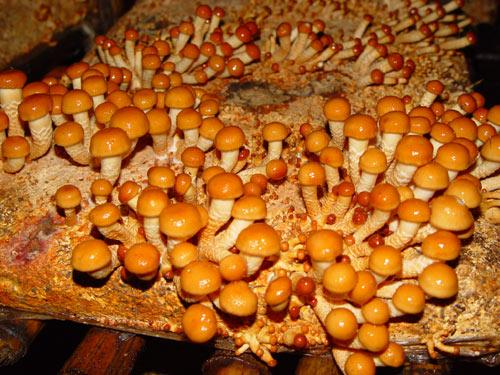 New season Pholiota best Quality Canned Nameko Mushroom marinated in brine factory price