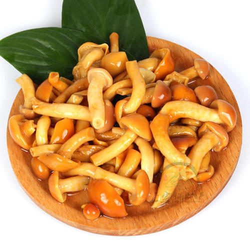 New season Pholiota best Quality Canned Nameko Mushroom marinated in brine factory price