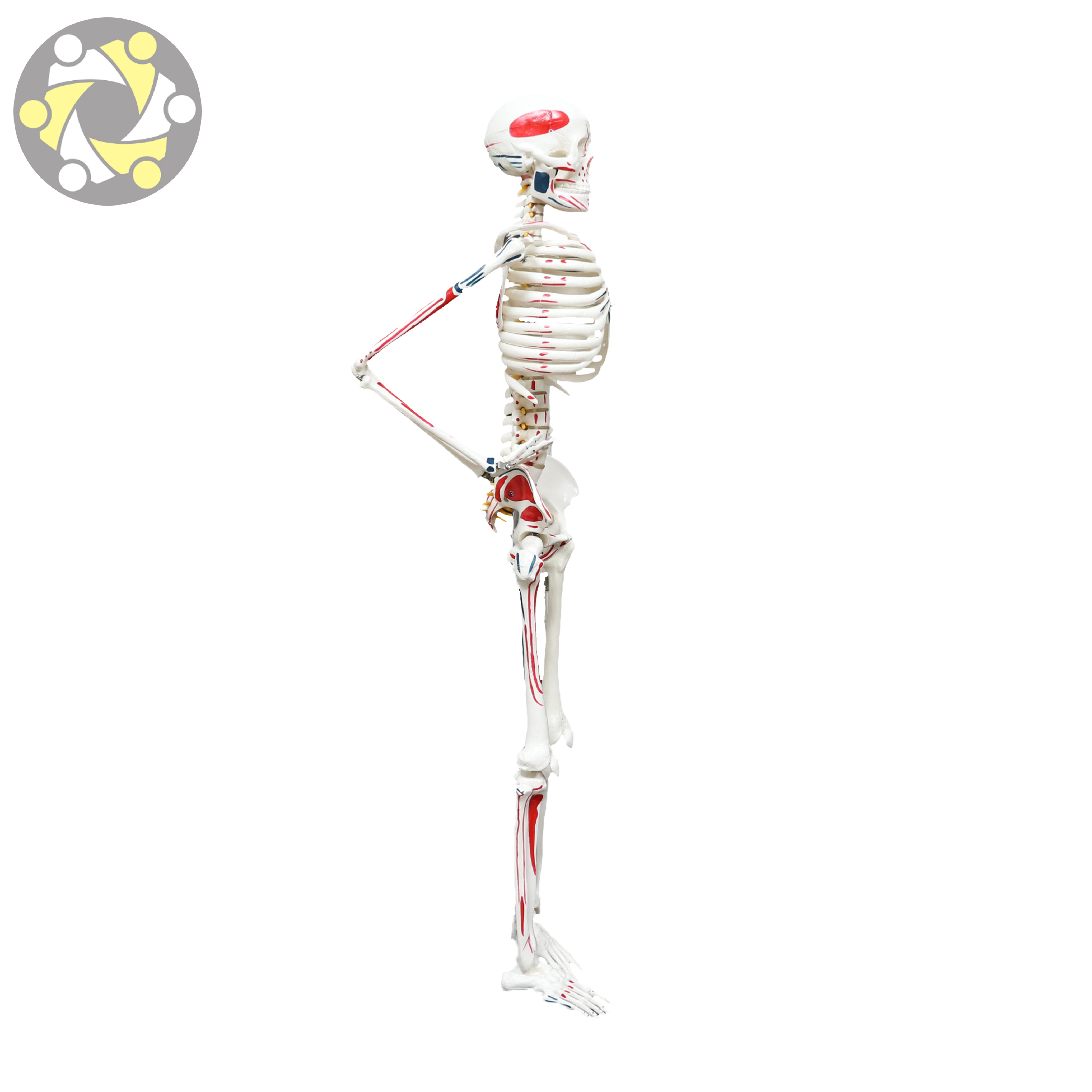 85CM Human Anatomy Skeleton Model with Vessel Muscle Painting  Plastic Flexible Medical Science