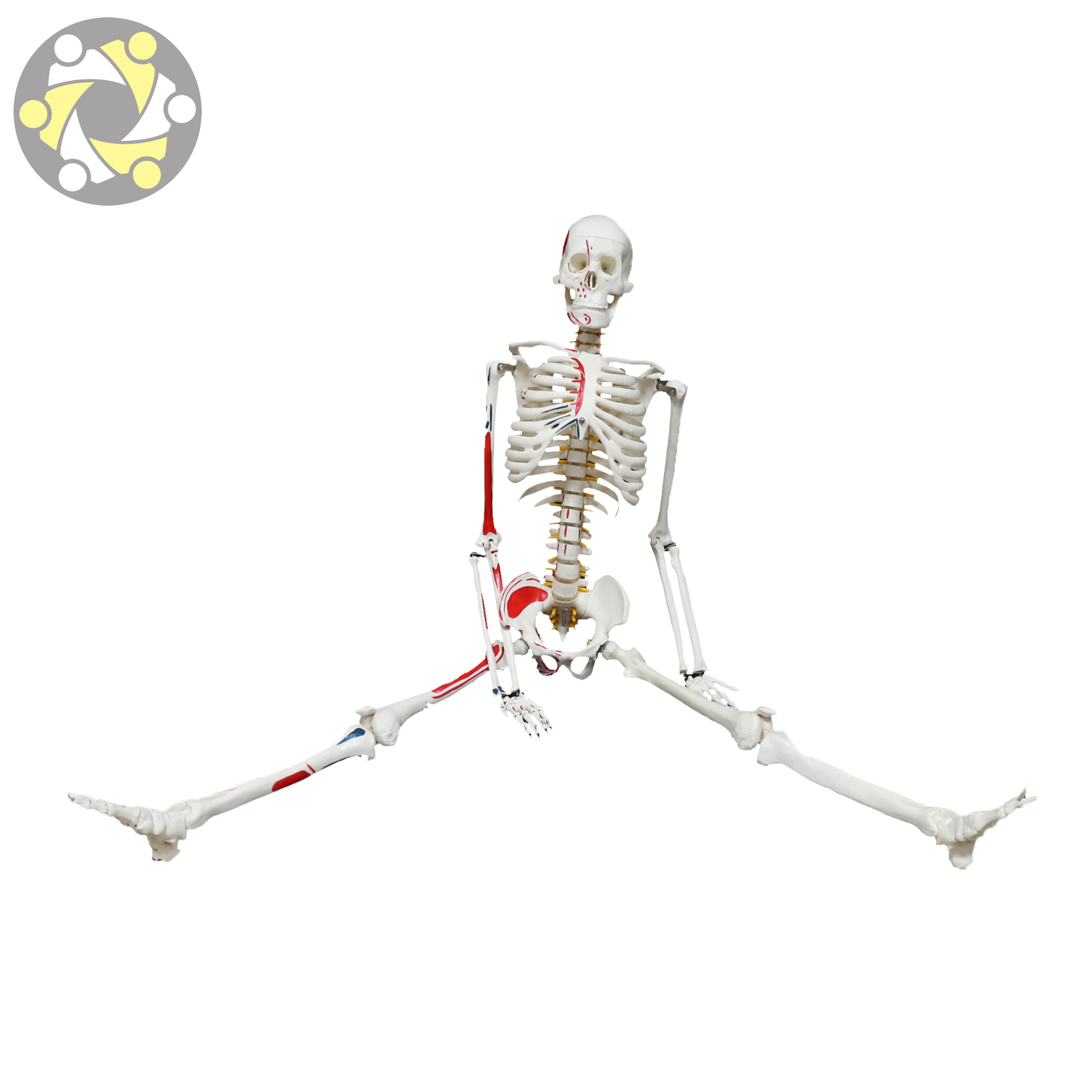 85CM Human Anatomy Skeleton Model with Vessel Muscle Painting  Plastic Flexible Medical Science