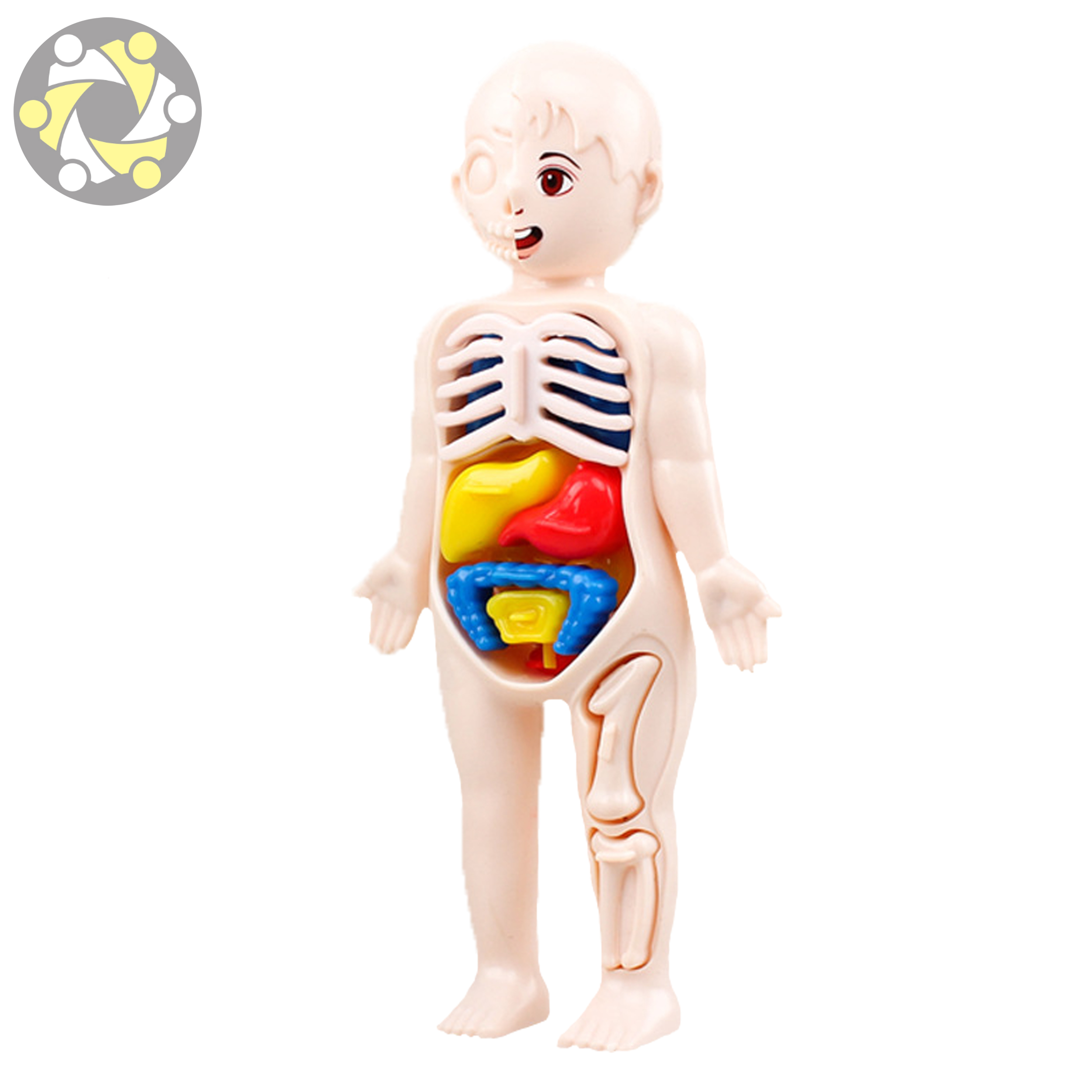 Anatomy Model Set Kids Toys for Education Body Model