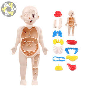 Anatomy Model Set Kids Toys for Education Body Model