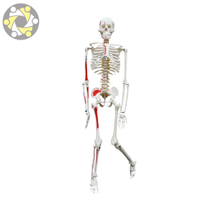 85CM Human Anatomy Skeleton Model with Vessel Muscle Painting  Plastic Flexible Medical Science