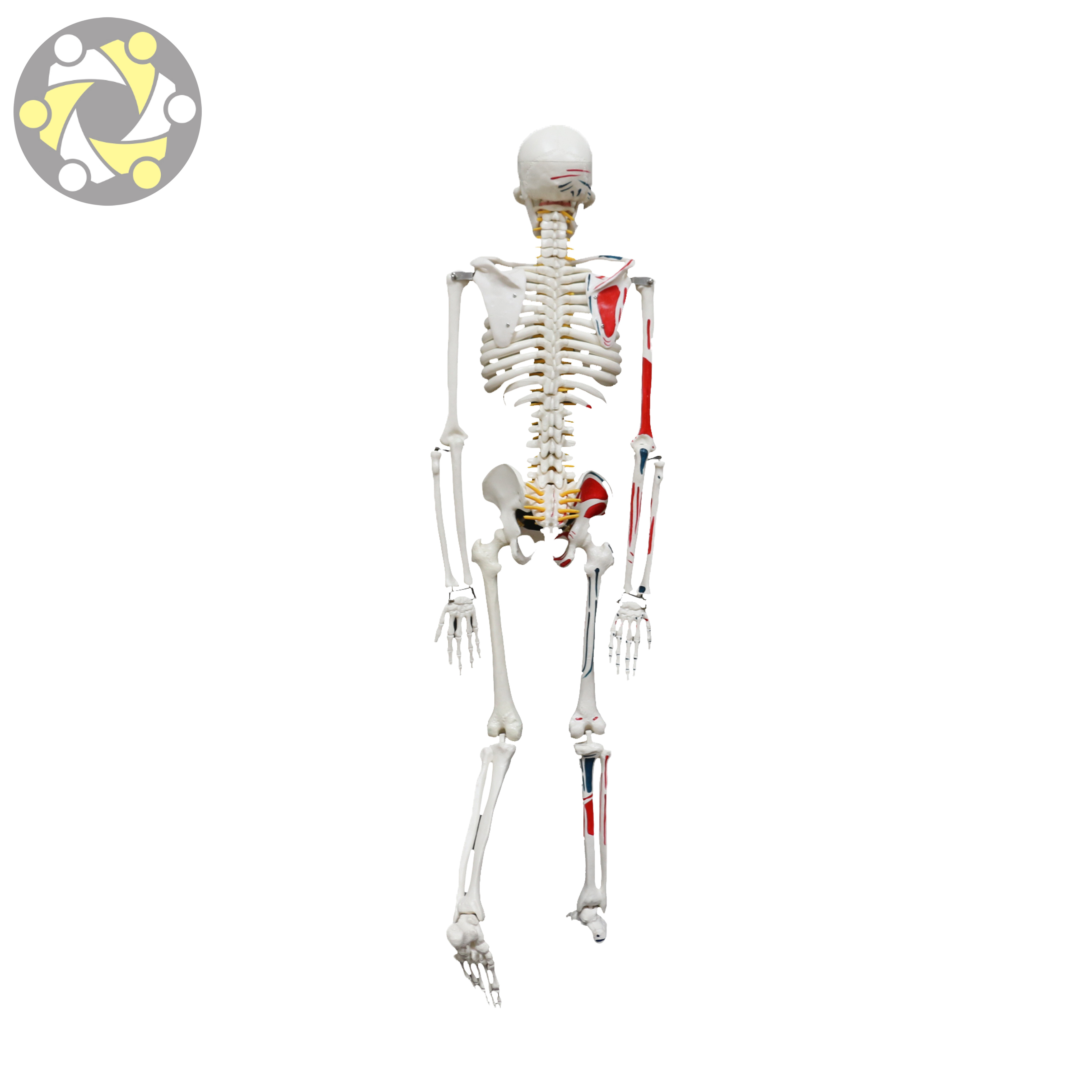 85CM Human Anatomy Skeleton Model with Vessel Muscle Painting  Plastic Flexible Medical Science