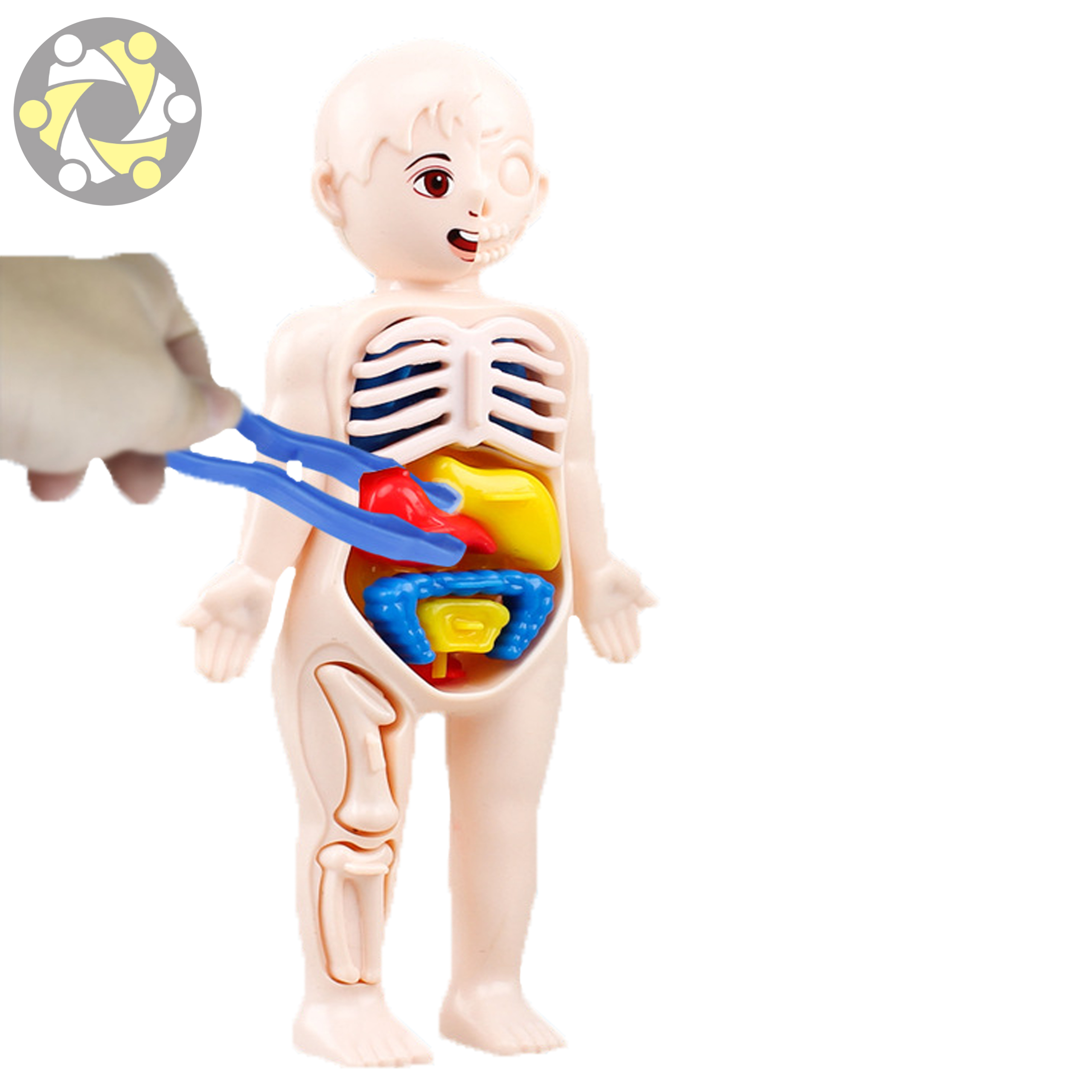 Anatomy Model Set Kids Toys for Education Body Model