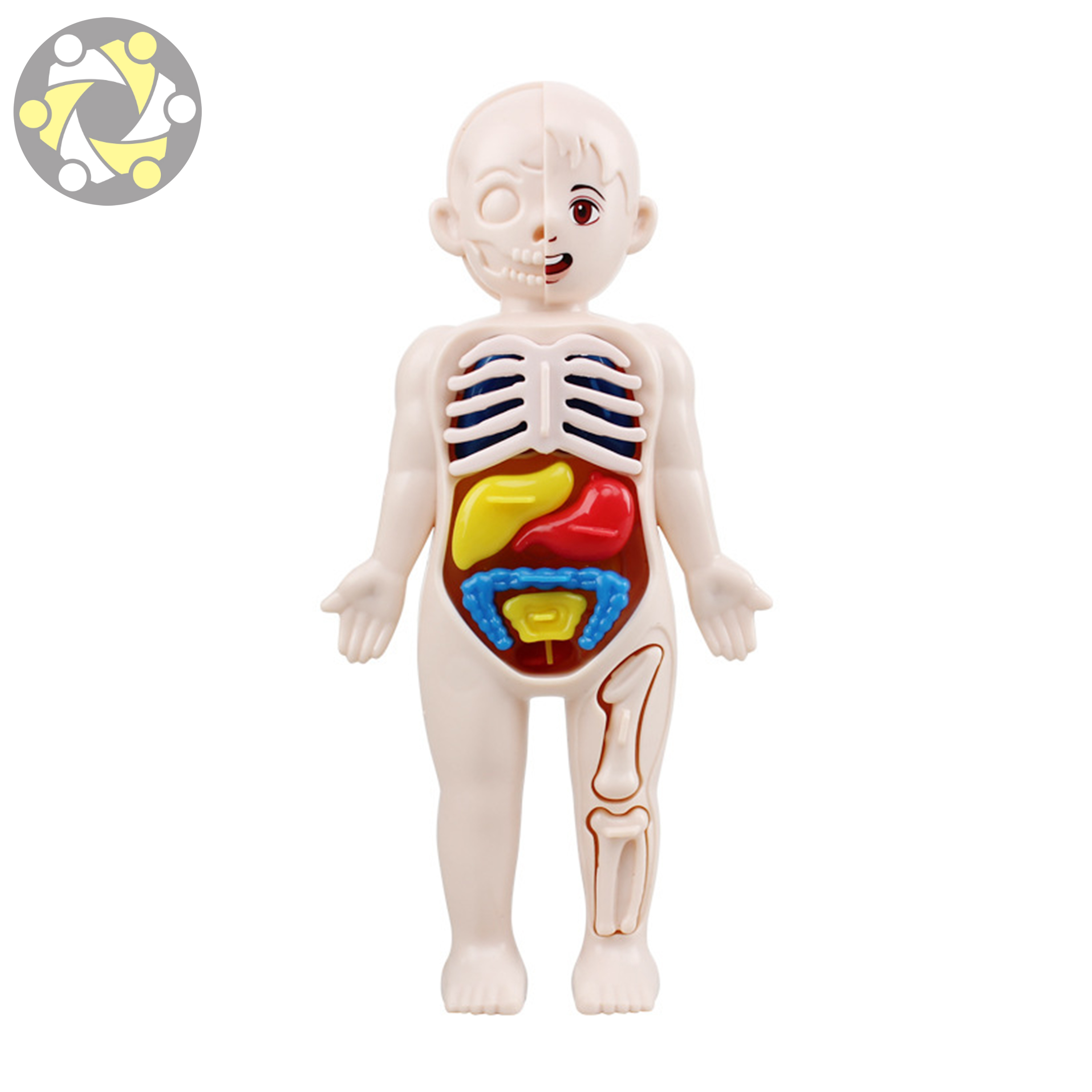 Anatomy Model Set Kids Toys for Education Body Model