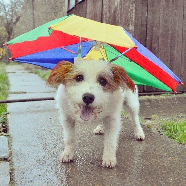 Factory Direct Sales High Quality Colorful Promotion Fishing Umbrella Hat Head  Funny Rainbow Waterproof Umbrella