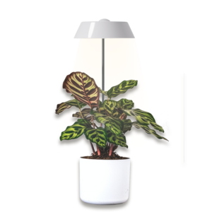 succulent plants veg seed desktop height adjustable indoor USB umbrella plant led grow light small grow lamp