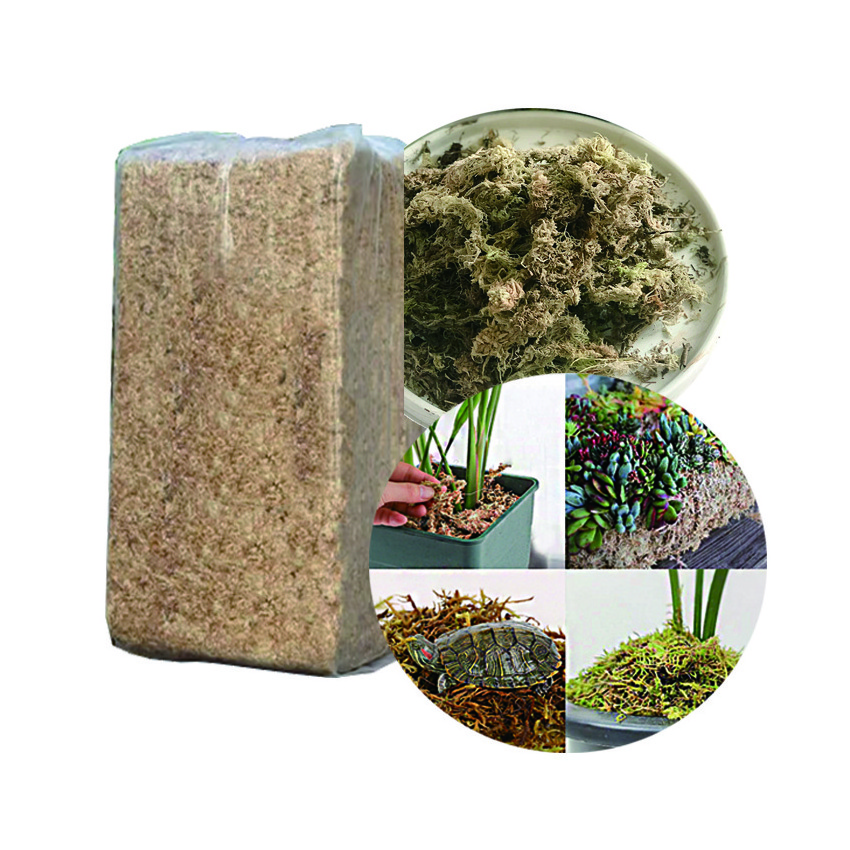 Moisturizing Nutrition Organic Fertilizer 3A Grade Dried Flowers Sphagnum Moss For Home Garden Supplies Gadgets