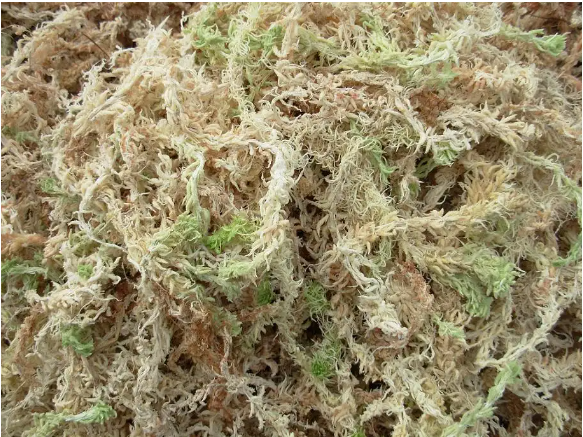 Moisturizing Nutrition Organic Fertilizer 3A Grade Dried Flowers Sphagnum Moss For Home Garden Supplies Gadgets