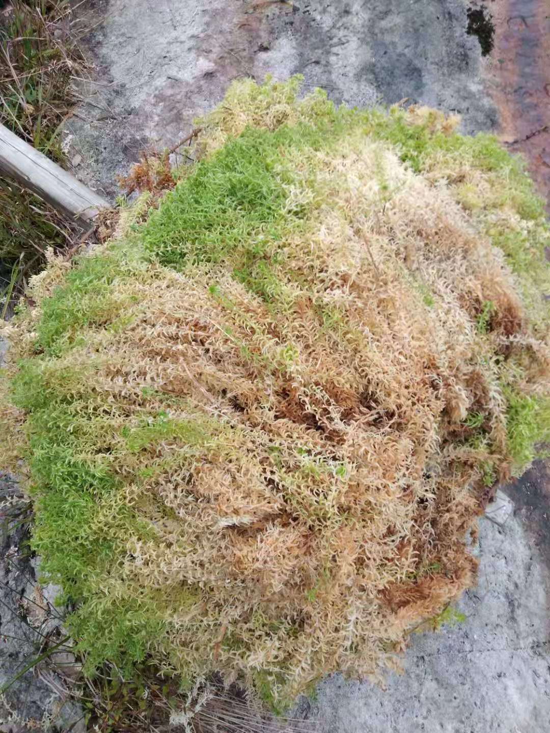 Moisturizing Nutrition Organic Fertilizer 3A Grade Dried Flowers Sphagnum Moss For Home Garden Supplies Gadgets