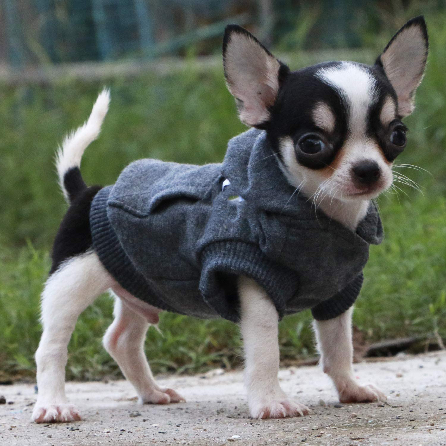 China manufacturer Teacup dog Cotton Hoodies Sweatshirts for Puppy Small Dogs