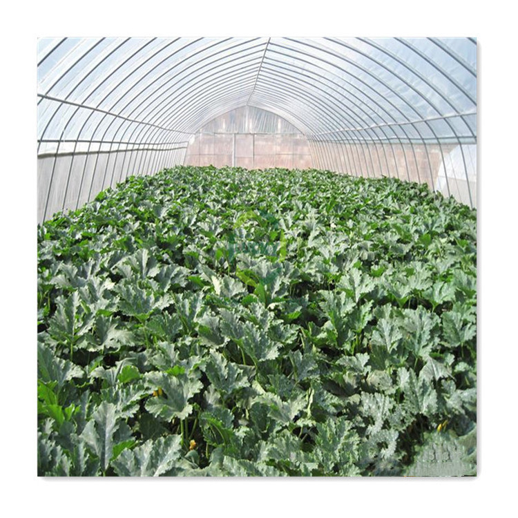 Popular Indoor Environmental Shade Nets Passive Plants Cold Frame Industrial Fully Automation Hydroponic Green House