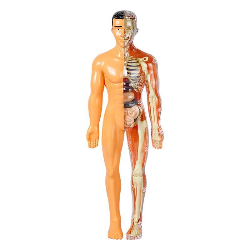 Kids STEM toy Human Skeleton Experimental Organ Motor Brain Assembly Model Human Torso Body Anatomy Model