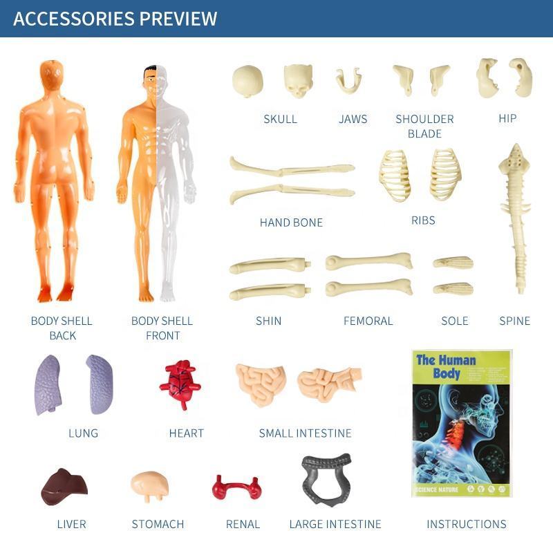 Kids STEM toy Human Skeleton Experimental Organ Motor Brain Assembly Model Human Torso Body Anatomy Model