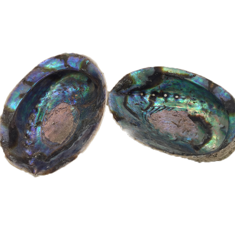 Factory Direct Polished Blue Abalone Shell For Smudge Set Pot Large Stock New Zealand Paua  Seashell