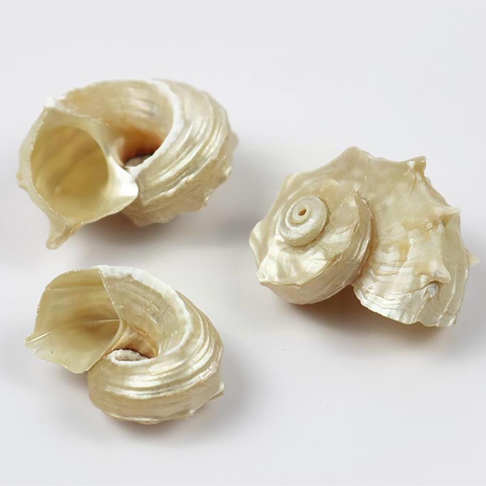 Polished Natural Conch Shells Large Snails Aquarium Landscaping Sea Decorative Seashells  Mediterranean Hermit Crab Covering