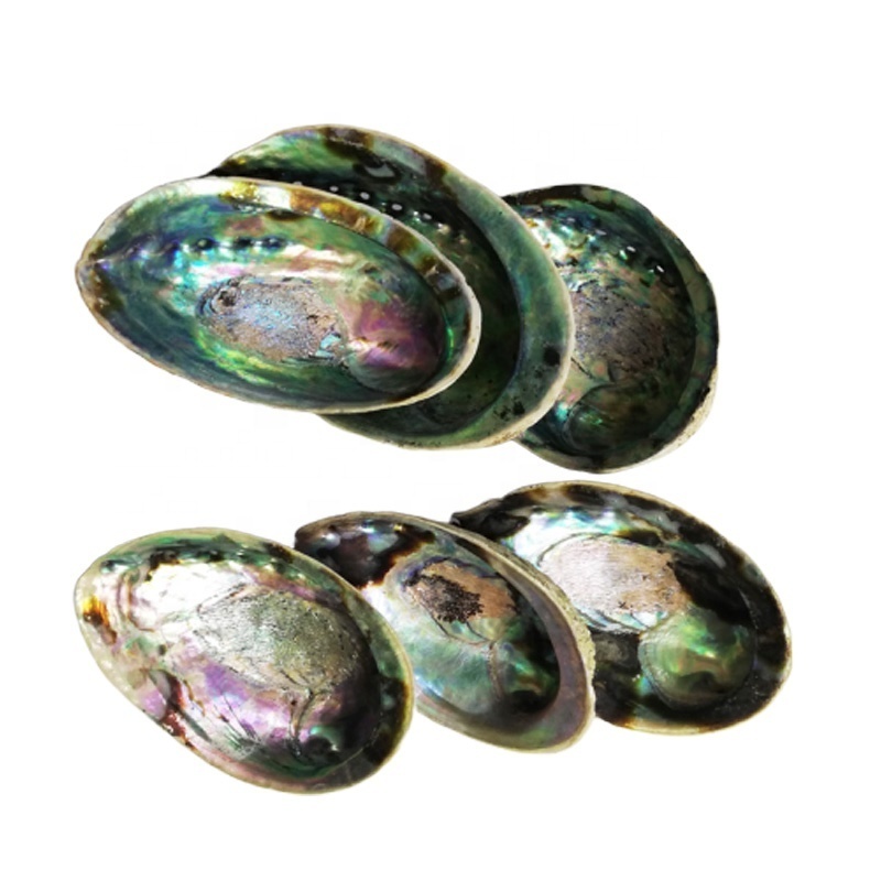 Large Stock 12-15 cm Polished Natural New Zealand Abalone shell Raw Abalone Paua Shells KA Glass