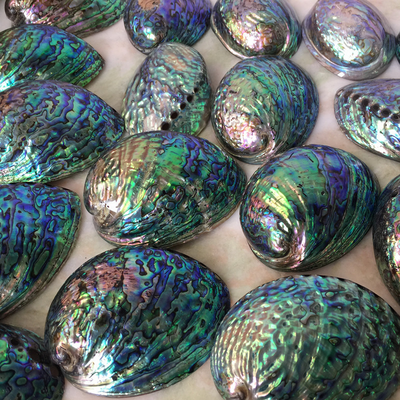 Wholesale natural craft - Dried and polished seashell - Abalone paua shell cheap price