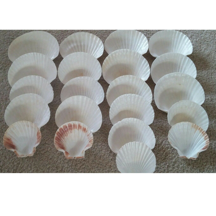 Factory Price Wholesale Natural Clean Large Scallop Seashells Used For Seafood Shellfish Tableware