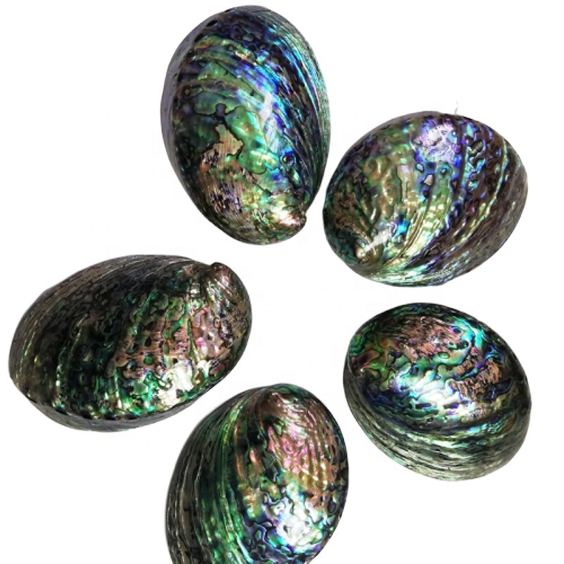 Hot Selling 12-15 cm Polished Abalone Natural New Zealand  Paua shell Price Both Sides Polished