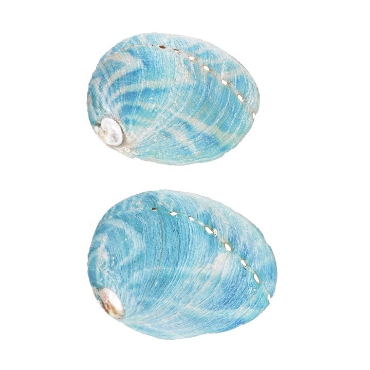 Premium 3-3.5 inch Green Abalone Shell for Incense Burning Bowl Home Fragrance Energy Clearing  Yoga Meditation Container