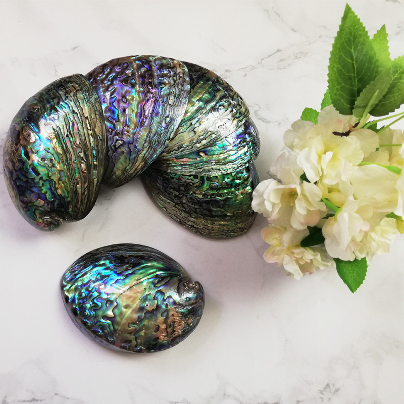 Hot Selling 12-15 cm Polished Abalone Natural New Zealand  Paua shell Price Both Sides Polished