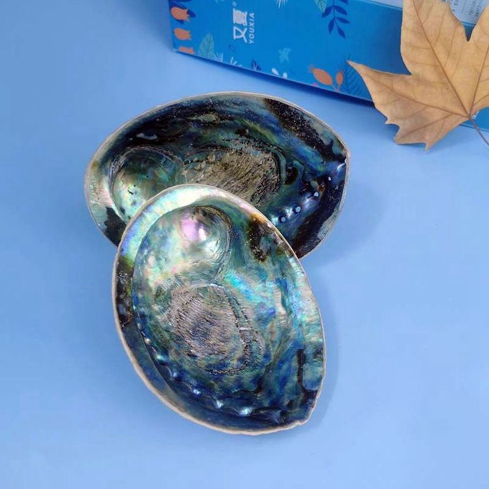 Raw Paua Shell Factory Price blue abalone sage burning shell on sale