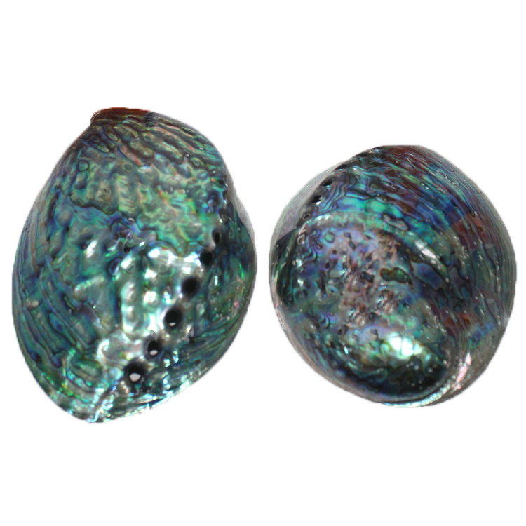 Factory Direct Polished Blue Abalone Shell For Smudge Set Pot Large Stock New Zealand Paua  Seashell