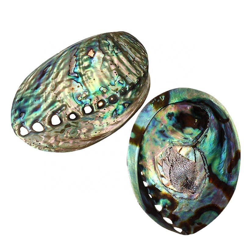 Natural Polished Blue Polished Abalone Seashell Jewelry Making Aabalone Sea Shells For Burning Sage