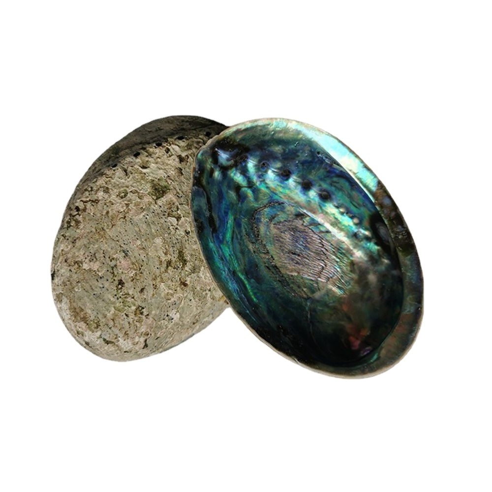 Raw Paua Shell Factory Price blue abalone sage burning shell on sale