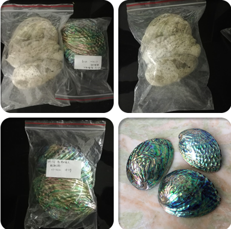 Wholesale natural craft - Dried and polished seashell - Abalone paua shell cheap price