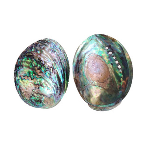 Factory Direct Polished Blue Abalone Shell For Smudge Set Pot Large Stock New Zealand Paua  Seashell