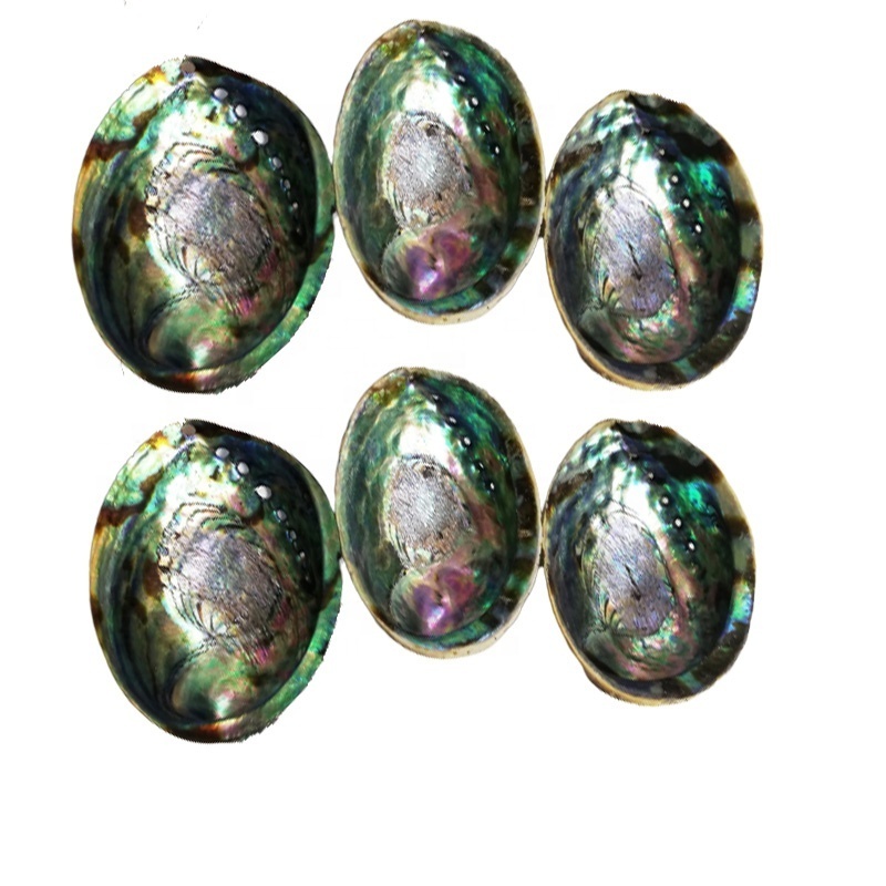 Large Stock 12-15 cm Polished Natural New Zealand Abalone shell Raw Abalone Paua Shells KA Glass