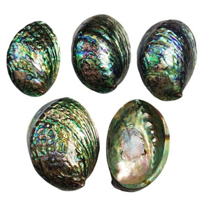 Hot Selling 12-15 cm Polished Abalone Natural New Zealand  Paua shell Price Both Sides Polished