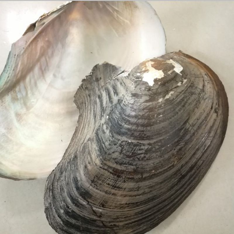 Large 15-20cm Natural Freshwater Pearl Oyster Shell Mussel Shell Abalone For DIY Jewelry Making Crafts Mother Of Pearl Shell