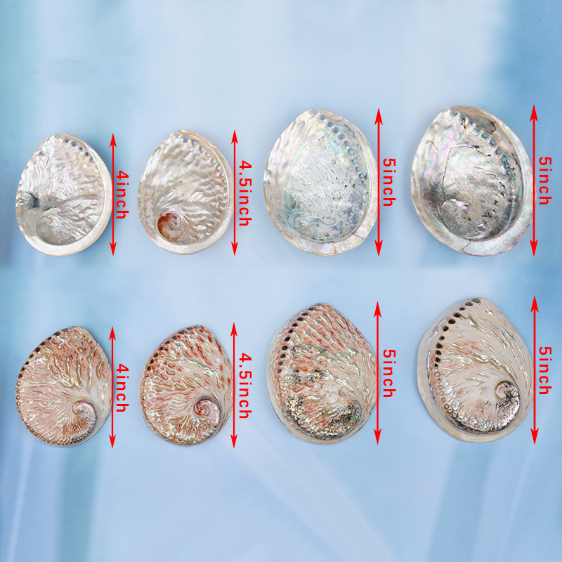 Factory directly sales polished abalone shell natural in stock with good price