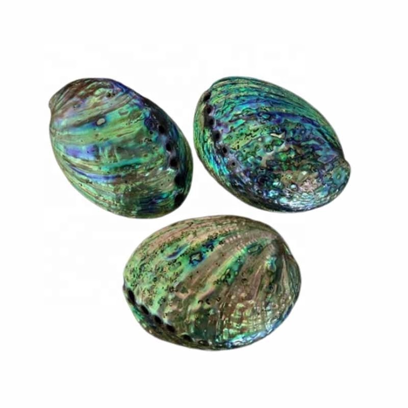 Wholesale natural craft - Dried and polished seashell - Abalone paua shell cheap price