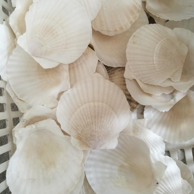 Factory Price Wholesale Natural Clean Large Scallop Seashells Used For Seafood Shellfish Tableware