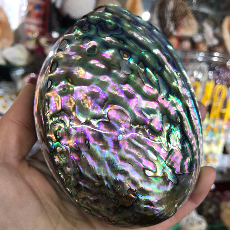 Wholesale natural craft - Dried and polished seashell - Abalone paua shell cheap price