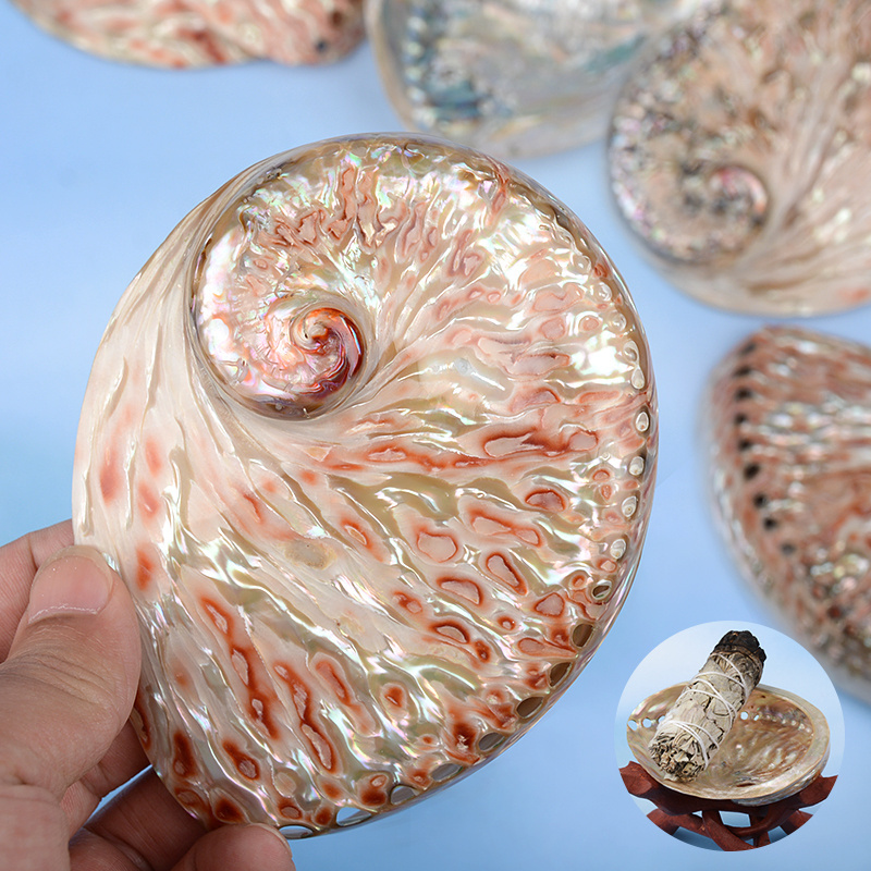 Factory directly sales polished abalone shell natural in stock with good price